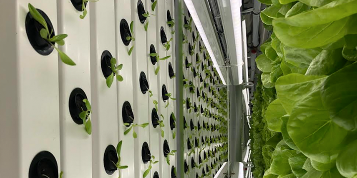 Urban Agrotech: Cost-Effective Container Farms